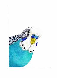 Blue Budgie Greetings Card Pet Budgerigar Watercolour Etsy Parakeet Art Parrots Art Bird Drawings