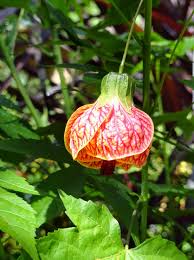 Image result for Abutilon grantii