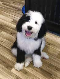 Doodle Bug Doodles Photo Gallery Jonesboro Ar Cute Baby Animals Sheepadoodle Puppy Cute Dogs And Puppies