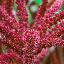 Image result for Amaranthus caudatus