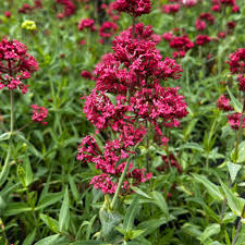 Image result for Centranthus
