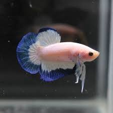 Premium Blue Rim Hmpk Betta Fish Betta Fish Pet
