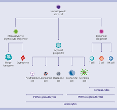 blood human human cell sources human cells and organs