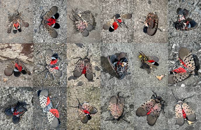 New Yorkers Are Killing Spotted Lanternflies. Is It Working? - The New York  Times