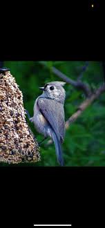Please tell me how I can attract this bird to my feeders yard : rbirding