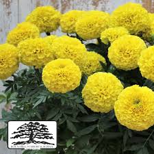 Image result for Tagetes erecta