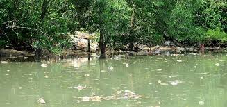 Sikap ini yang tidak terkawal menyebabkan sungai sudah lagi tidak selamat untuk sebarang aktiviti. Johor Terima 140 Aduan Pencemaran Sungai Utusan Digital