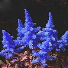 Dark Blue Astilbe Chinensis Perennial Flower Seeds 100 Seeds Rare Heirloom Home Garden Flowers E4337ufull B Flowers Perennials Flower Seeds Purple Perennials