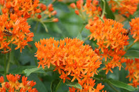 | meaning, pronunciation, translations and examples. Butterfly Milkweed Roundstone Native Seed Company
