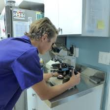 Pet animal hospital & research institute bbsr odisha Veterinary Lab Services Vail Valley Animal Hospital