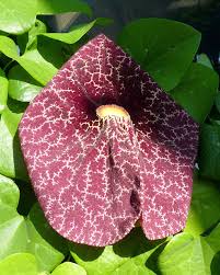 Image result for Aristolochia hockii