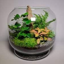 Large Glass Terrarium Uk Aquascape Style In 2021 Terrarium Plants Open Terrariums Small Terrarium