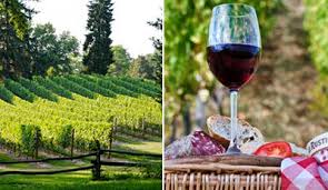 Big City Deals Growing Grapes Wine Making Process Vineyard Tour