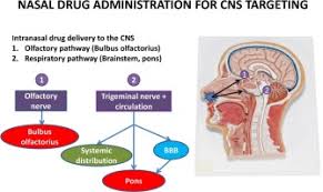 During nasal delivery of pharmaceuticals, dosing pump sprays are used as multiple dosage containers. Evaluation Of Intranasal Delivery Route Of Drug Administration For Brain Targeting Sciencedirect