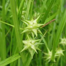 Image result for Carex brassii