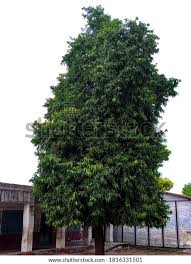 Image result for Monoon longifolium