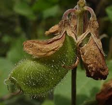 Image result for Rhynchosia divaricata