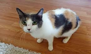 They cost time and money and. Cats In Nashville Looking For Their Fur Ever Homes
