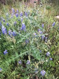 Aug 24, 2020 · how to plant wild rice for ducks. How Can I Get Rid Of This Weed Texasbowhunter Com Community Discussion Forums