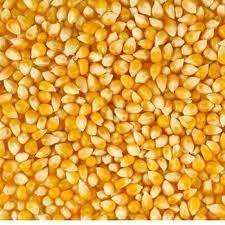 Most relevant best selling latest uploads. Hybrid Maize Seeds Pack Size 250g 1kg Rs 150 Kilogram Agriprime Seeds India Private Limited Id 18902293230