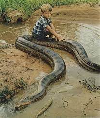 Cowboy Pet Snake Animals Snake