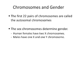 Describe the patterns of inheritance of human traits. Ppt Introduction To Genetics With A Focus On Human Genetics Powerpoint Presentation Id 697200