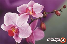 Tahan lasak jika dibandingkan dengan orkid liar. Cara Membuat Bunga Orkid Di Rumah