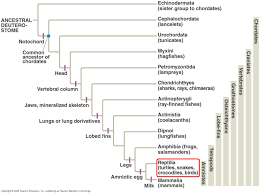 classification