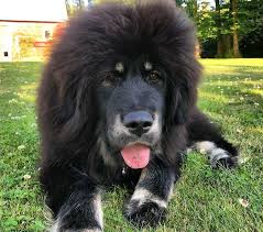 The tibetan mastiff is a medium to large size tibetan dog breed. Tibetan Mastiff Breed Information Guide Facts And Pictures Bark