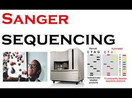 Sangers Method Of Gene Sequencing Online Biology Notes