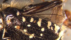 Image result for Tropinota hirta