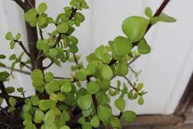 Is Chinese Jade Poisonous To Cats And Dogs