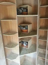 pin on ternak unggas