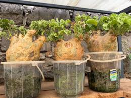 Image result for Trochomeria hookeri