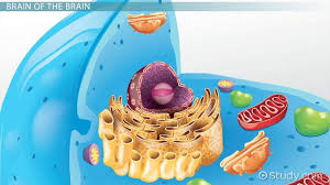 We did not find results for: Nucleolus Lesson For Kids Video Lesson Transcript Study Com