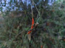 Image result for Cadaba farinosa