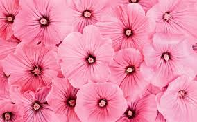 Explore › hd wallpapers › color › pink. Pink Color Flower Wallpaper Novocom Top