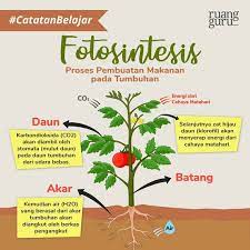 Check spelling or type a new query. Bagaimana Proses Fotosintesis Terjadi Quora