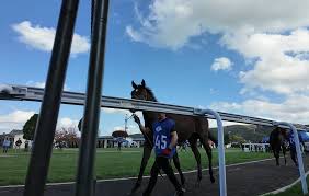 連載・片目のサラブレッド福ちゃんのPERFECT DAYS］ボーンシスト（シーズン1-45） | ウマフリ | 競馬コラム＆ニュース