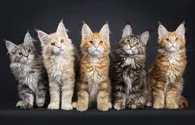 What Is The Average Lifespan Of A Maine Coon Cat Petskb