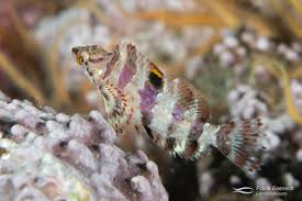 Image result for Oxyrhachis gracillima