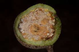 Image result for Parinari excelsa