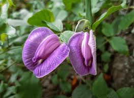 Image result for Centrosema