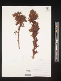 Image result for Aeschynomene glauca