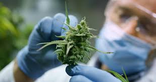 Growing Cannabis 101 | Amsterdam Cannabis College