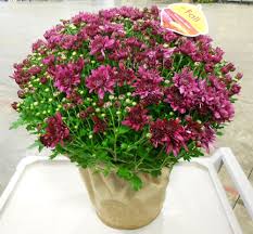 Maybe you would like to learn more about one of these? Fall Kalamazoo Flower Group