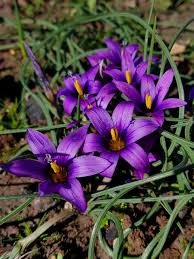Image result for Romulea