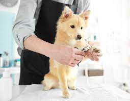 To select the plan that is right for you, consider Profur Insurance For Canadian Pet Care Professionals