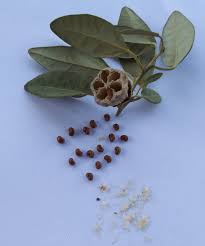 Image result for Lagunaria patersonia