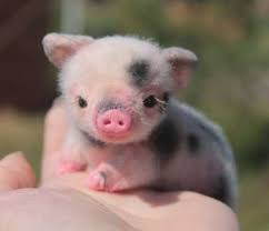 36 Absolutely Adorable And Funny Animals The Funny Beaver Cute Baby Pigs Cute Wild Animals Cute Piglets